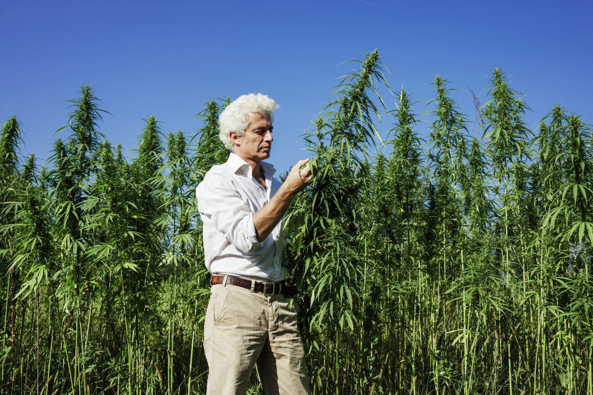Do you believe cannabis should be legalized?