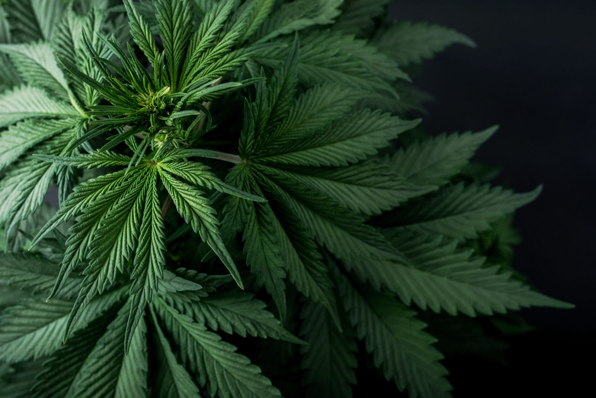 Is it Hypocritical for the Left to Push Marijuana but Ban Nicotine?